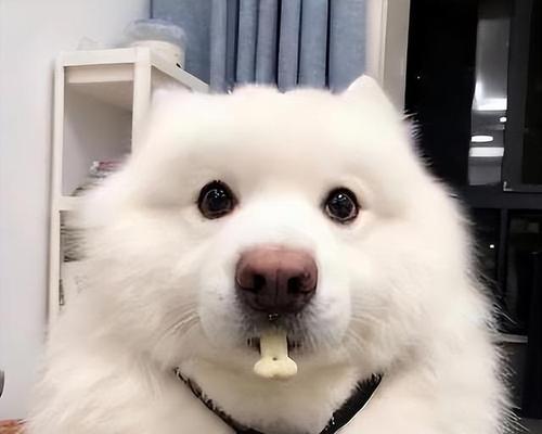 萨摩耶狗粮选择指南：促进肌肉增长的关键因素(图3)