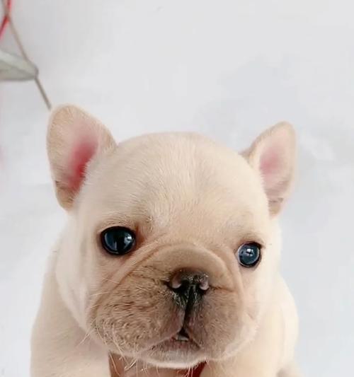 以法牛犬孕期禁食食物指南，保障母犬和胎儿健康 - 悠悠酷狗网