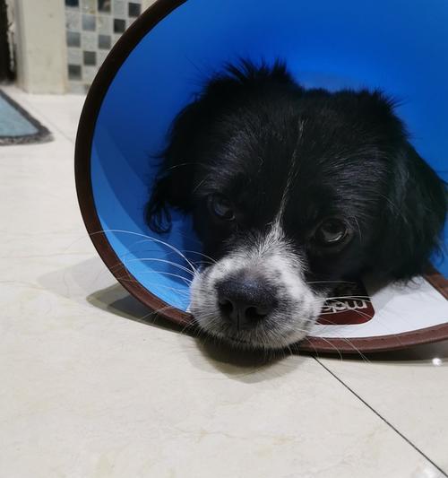 狗鼻子凉凉的秘密：健康和嗅觉的关键指示器(图2)