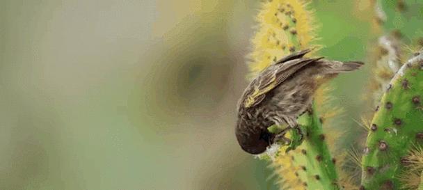 鸟类食物选择与适应策略全面解析,揭示生态奥秘(图2) 鸟类食物选择与适应策略全面解析,揭示生态奥秘(图2)