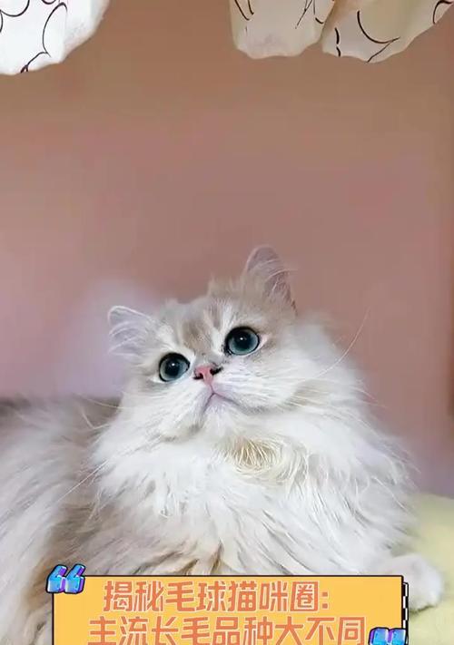 猫毛球成因与预防措施，保障猫咪健康的全面指南(图3)