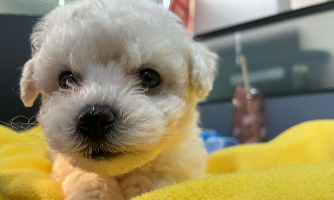 比熊掉毛原因与护理方法：确保毛发健康的全面指南(图1)