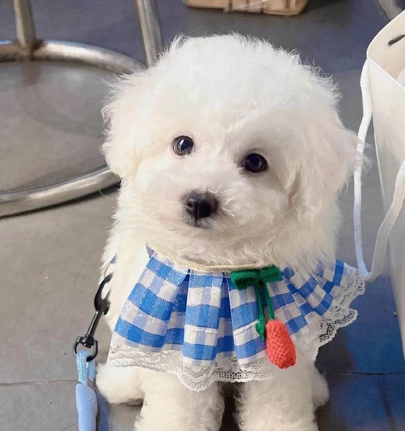 比熊掉毛原因与护理方法：确保毛发健康的全面指南(图3)