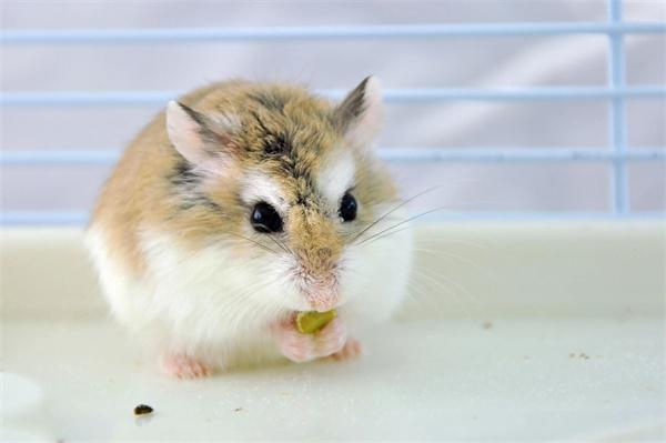 仓鼠的视力好吗？(图2)