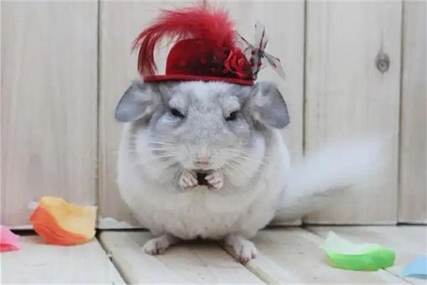 龙猫流口水是怎么回事？ - 悠悠酷狗网