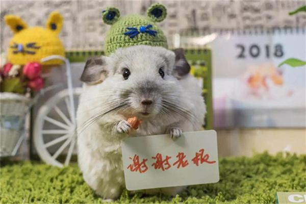 龙猫身上有寄生虫吗? 龙猫身上有寄生虫吗?(图1)