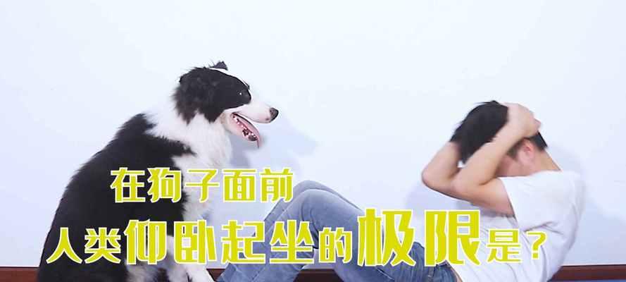 运动对狗的好处(促进健康和快乐的关键)(图3) 运动对狗的好处(促进健康和快乐的关键)(图3)