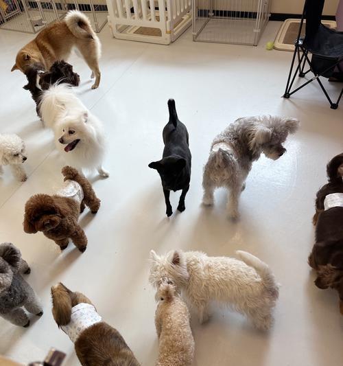 运动对狗的好处（促进健康和快乐的关键） - 悠悠酷狗网