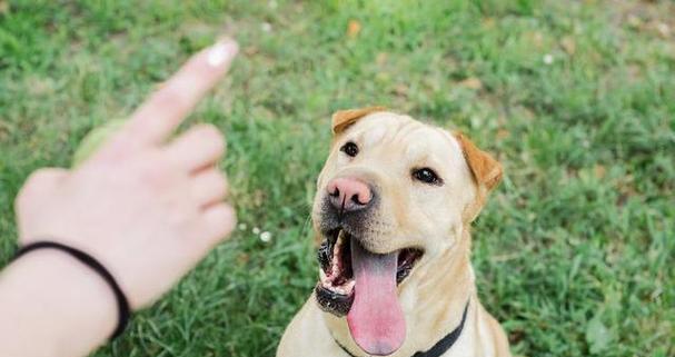 狗狗舔人手的意义（探索狗狗舔人手背后的行为和情感） - 悠悠酷狗网
