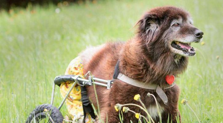 狗狗运动的重要性（科学合理的运动时间安排能让狗狗更健康快乐）(图3)