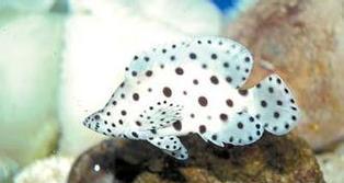 以银龙喂养的鱼类上浮繁荣（饲养银龙，助您打造绚丽的水族世界）(图2)