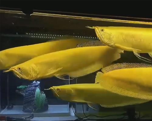 以银龙喂养的鱼类上浮繁荣（饲养银龙，助您打造绚丽的水族世界）(图1)