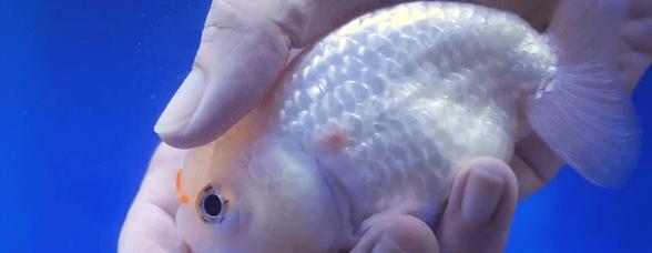 金鱼养护的关键之一（为什么金鱼养护需要盐？理解金鱼对盐的需求）(图2)