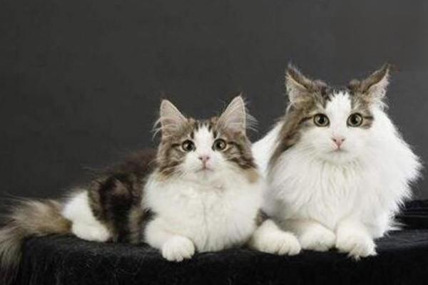 犬猫雄性激素过少症 - 悠悠酷狗网