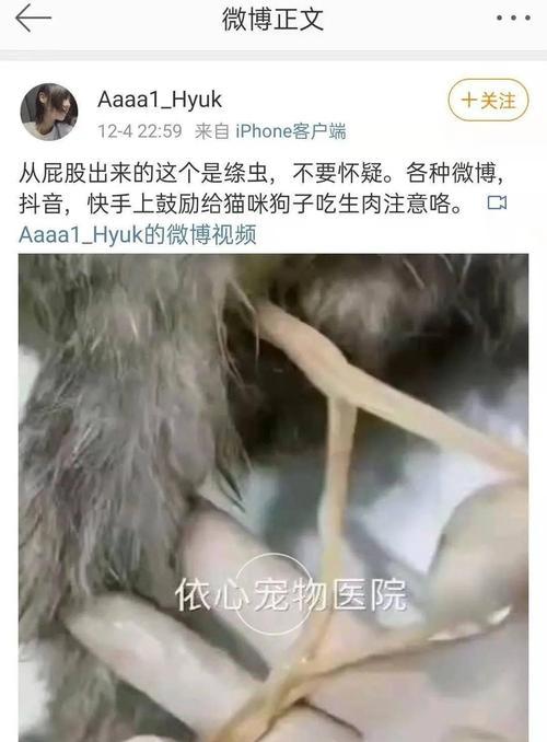 猫咪感染绦虫的原因及预防措施（了解猫咪感染绦虫的主要途径和如何保护它们的健康）(图2)