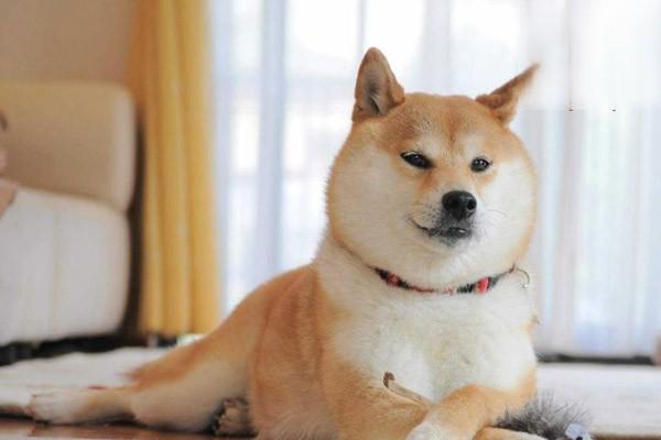 犬猫肾上腺皮质功能减退症 - 悠悠酷狗网