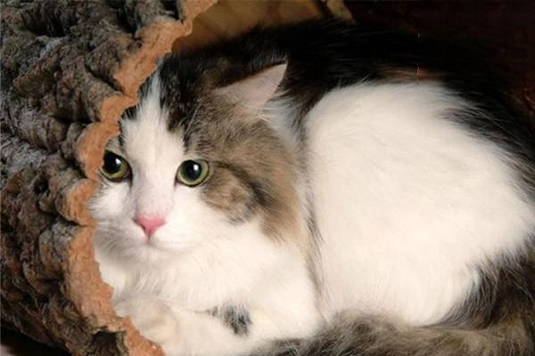 犬猫胰岛素分泌过多症(图2)