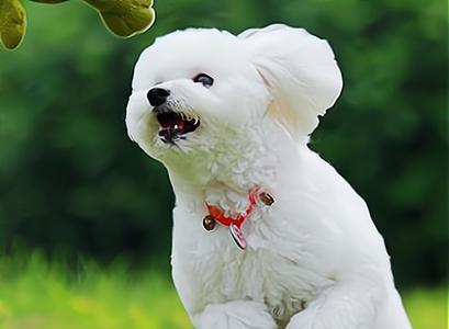 选择合适的宠物狗购买指南（如何选择适合自己的宠物狗，让它成为你的忠实伙伴） - 悠悠酷狗网