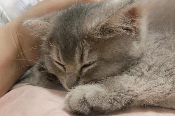 犬猫雌性激素过多症治疗方案 犬猫雌性激素过多症(图2)