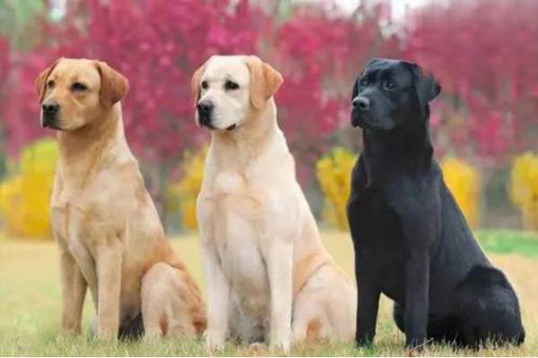 犬猫雌性激素过多症 - 悠悠酷狗网