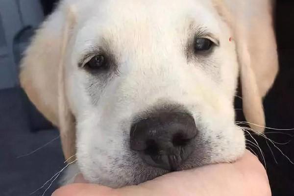 犬猫肾上腺皮质功能亢进症 - 悠悠酷狗网