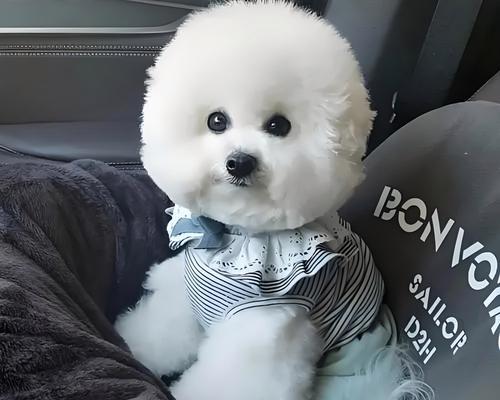 狗狗运动的重要性（科学合理的运动时间安排能让狗狗更健康快乐） - 悠悠酷狗网