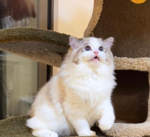 双色眼睛的猫——神秘与美丽的瞳仁(探索双色眼睛猫的基因、特征和养护)(图1) 双色眼睛的猫——神秘与美丽的瞳仁(探索双色眼睛猫的基因、特征和养护)(图1)