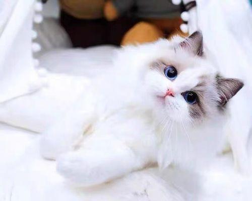 双色眼睛的猫——神秘与美丽的瞳仁(探索双色眼睛猫的基因、特征和养护)(图3) 双色眼睛的猫——神秘与美丽的瞳仁(探索双色眼睛猫的基因、特征和养护)(图3)