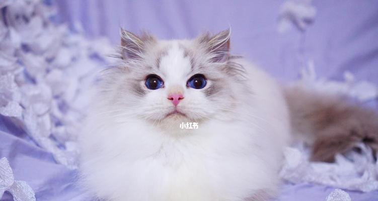 双色眼睛的猫——神秘与美丽的瞳仁(探索双色眼睛猫的基因、特征和养护)(图2) 双色眼睛的猫——神秘与美丽的瞳仁(探索双色眼睛猫的基因、特征和养护)(图2)