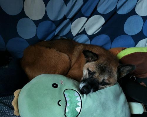 中华田园梗（怀旧、幽默、温情，中华田园梗勾起人们对家乡的思念） - 悠悠酷狗网