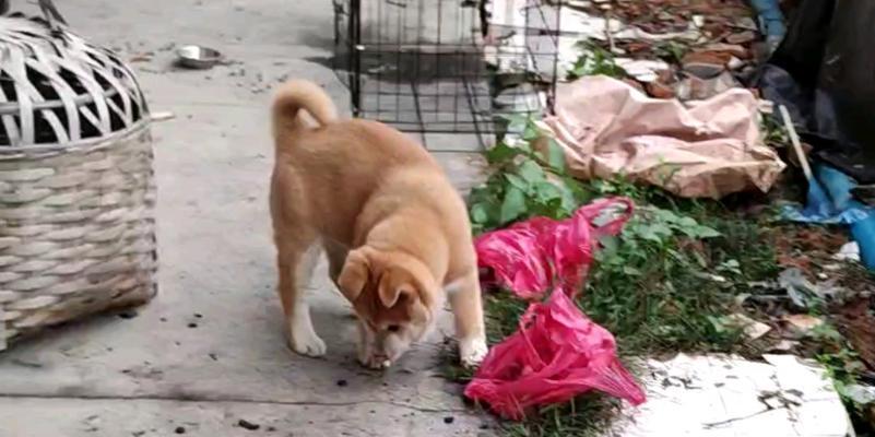 中华田园梗(怀旧、幽默、温情,中华田园梗勾起人们对家乡的思念)(图3) 中华田园梗(怀旧、幽默、温情,中华田园梗勾起人们对家乡的思念)(图3)