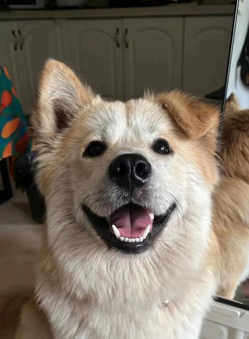 狗味的由来(探索狗体臭味的原因和意义)(图3) 狗味的由来(探索狗体臭味的原因和意义)(图3)