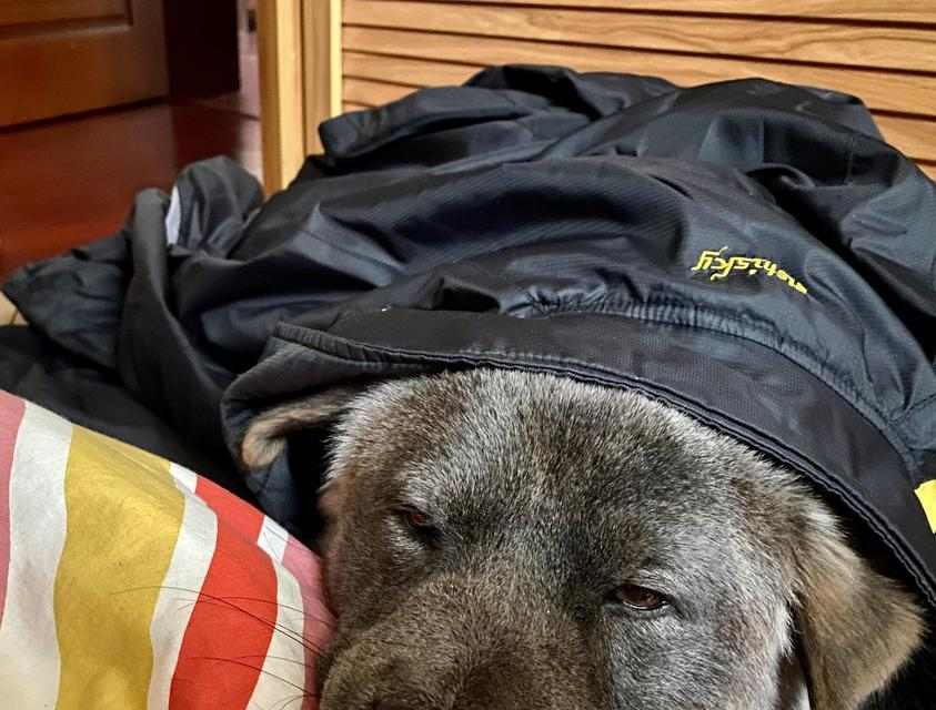 狗味的由来（探索狗体臭味的原因和意义） - 悠悠酷狗网