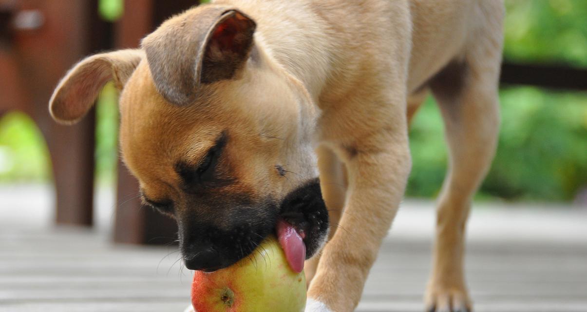 幼年小狗崽的饮食需求(了解小狗崽的饮食习惯与营养需求)(图2) 幼年小狗崽的饮食需求(了解小狗崽的饮食习惯与营养需求)(图2)