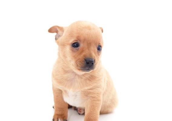 狗怀孕一个月的迹象(了解狗狗孕期的第一个月)(图2) 狗怀孕一个月的迹象(了解狗狗孕期的第一个月)(图2)