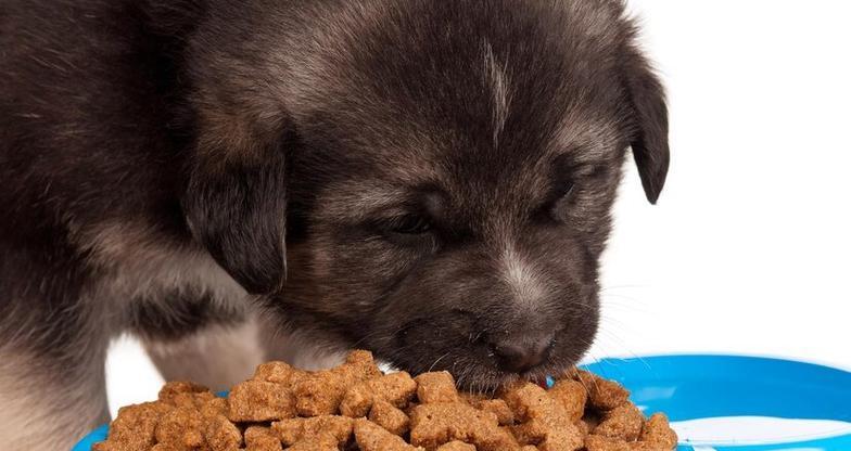 幼年小狗崽的饮食需求（了解小狗崽的饮食习惯与营养需求） - 悠悠酷狗网