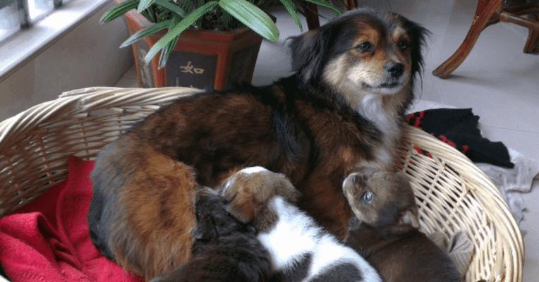 幼年小狗崽的饮食需求(了解小狗崽的饮食习惯与营养需求)(图3) 幼年小狗崽的饮食需求(了解小狗崽的饮食习惯与营养需求)(图3)