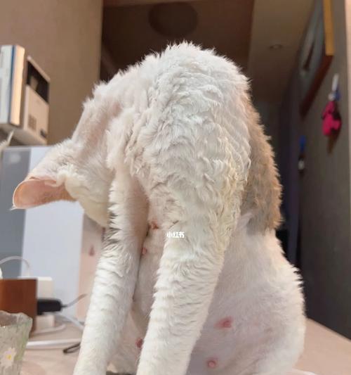 狗怀孕一个月的迹象(了解狗狗孕期的第一个月)(图3) 狗怀孕一个月的迹象(了解狗狗孕期的第一个月)(图3)