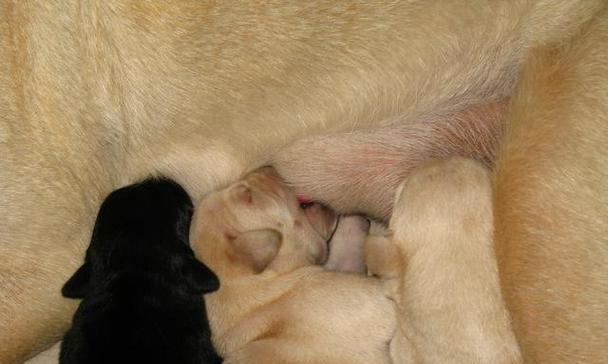 狗怀孕一个月的迹象（了解狗狗孕期的第一个月） - 悠悠酷狗网