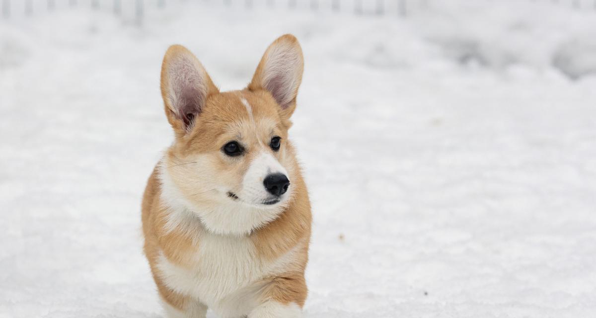 柯基狗（探索柯基狗的起源、特征和适应环境）(图3)