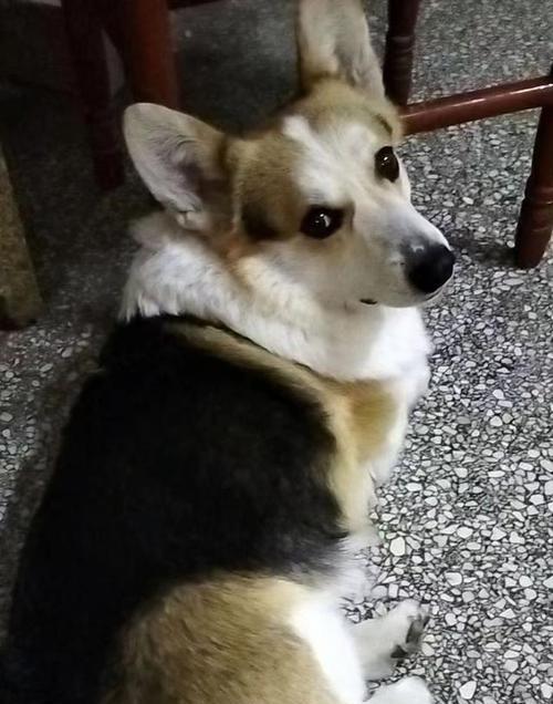 柯基狗（探索柯基狗的起源、特征和适应环境）(图2)