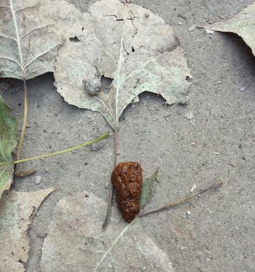 选择合适狗粮,让狗狗的便便清香无比(降低狗狗排泄物的臭味,提升室内空气质量)(图3) 选择合适狗粮,让狗狗的便便清香无比(降低狗狗排泄物的臭味,提升室内空气质量)(图3)