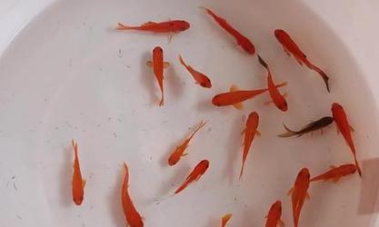 以鱼跟植物能一起养吗?(探索鱼类和植物之间的共生关系)(图1) 以鱼跟植物能一起养吗?(探索鱼类和植物之间的共生关系)(图1)