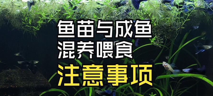 以鱼跟植物能一起养吗?(探索鱼类和植物之间的共生关系)(图2) 以鱼跟植物能一起养吗?(探索鱼类和植物之间的共生关系)(图2)