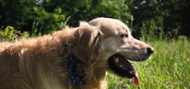 大金毛（探索大金毛家族的独特之处）(图3)