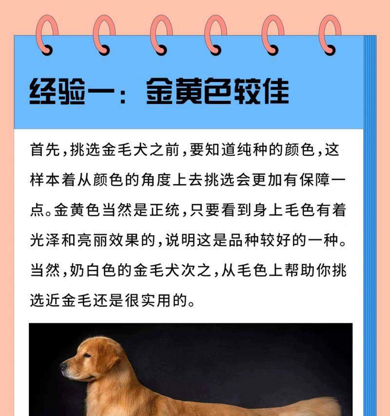 大金毛（探索大金毛家族的独特之处）(图1)