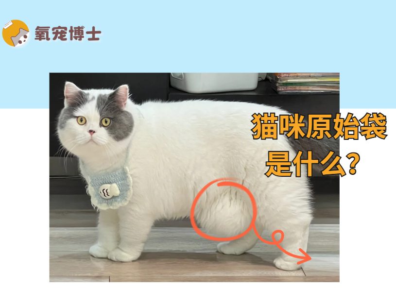 猫咪的原始袋是什么?(图1) 猫咪的原始袋是什么?(图1)