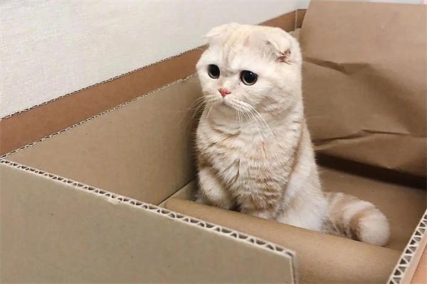 有必要给宠物买保险吗？(图2)