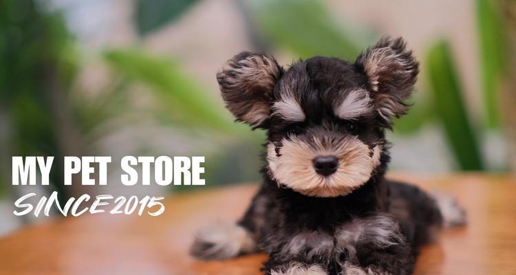 雪纳瑞生完宝宝该吃什么水果?(为了雪纳瑞的健康,选择适宜的水果是关键)(图1) 雪纳瑞生完宝宝该吃什么水果?(为了雪纳瑞的健康,选择适宜的水果是关键)(图1)