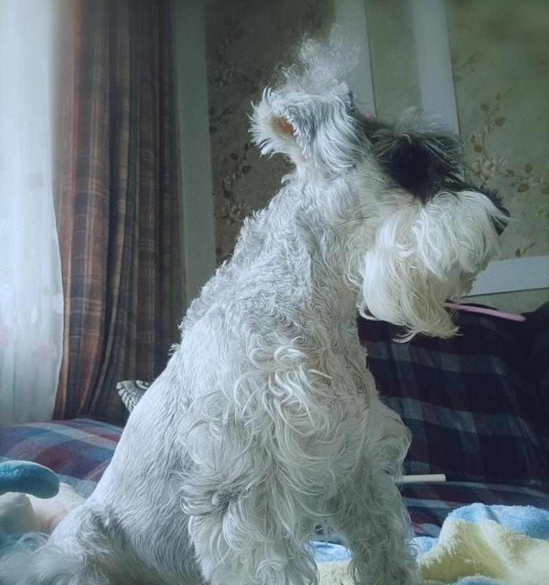 雪纳瑞生完宝宝该吃什么水果?(为了雪纳瑞的健康,选择适宜的水果是关键)(图3) 雪纳瑞生完宝宝该吃什么水果?(为了雪纳瑞的健康,选择适宜的水果是关键)(图3)